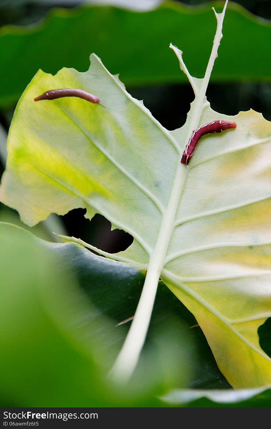 Caterpillar And A Chewed Leaf