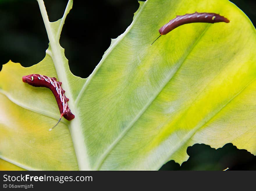 Caterpillar and a chewed leaf in nature