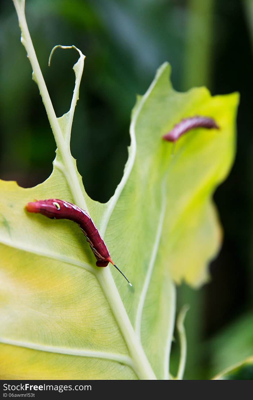 Caterpillar And A Chewed Leaf