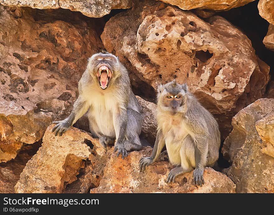 Two monkeys sitting on the stones. Two monkeys sitting on the stones.