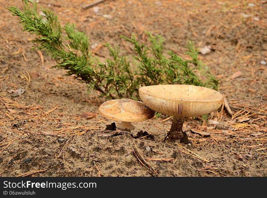 Two big mushrooms grow in sandy soil. front view. Two big mushrooms grow in sandy soil. front view