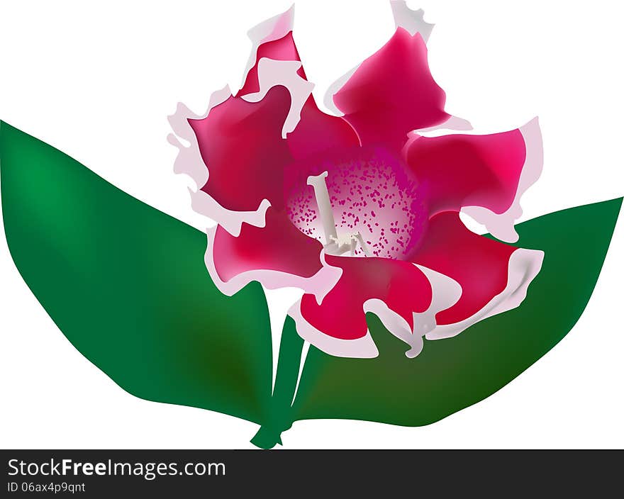 Red Gloxinia Isolated On White Background