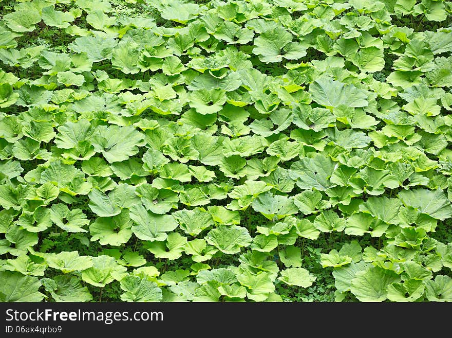 Background from lot of burdock leaves