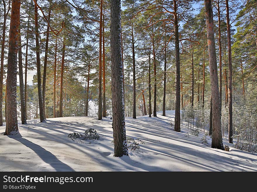 Landscape With Snow Pines In Forest