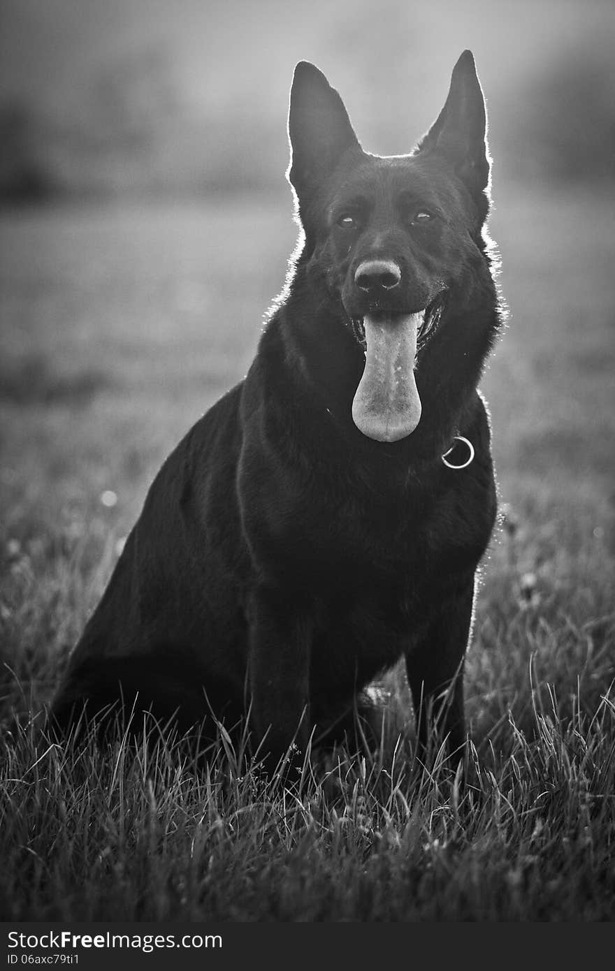 German Shepherd waits for command. German Shepherd waits for command