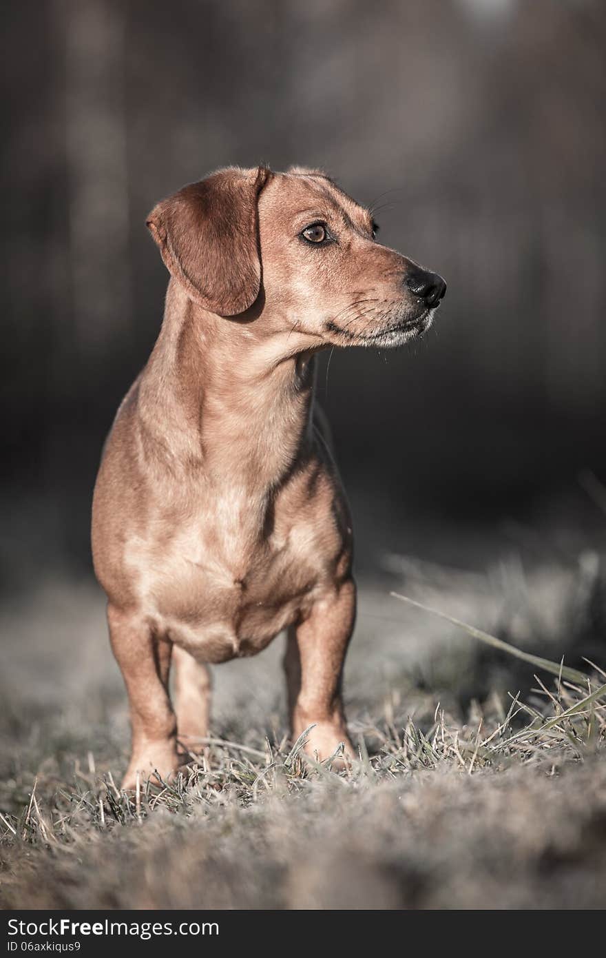 Dachshund on a meadow lurking. Dachshund on a meadow lurking.