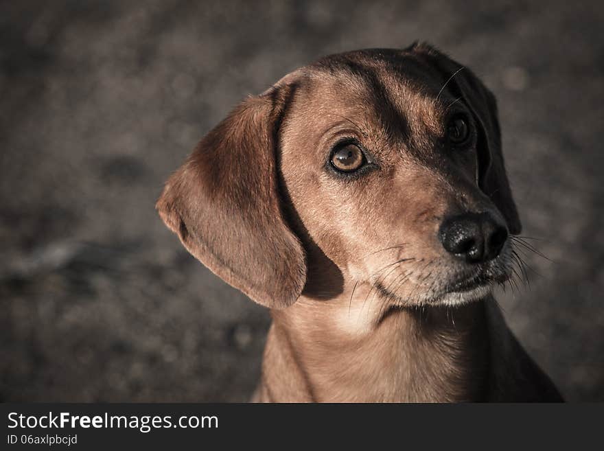 Dachshund on a meadow lurking. Dachshund on a meadow lurking.