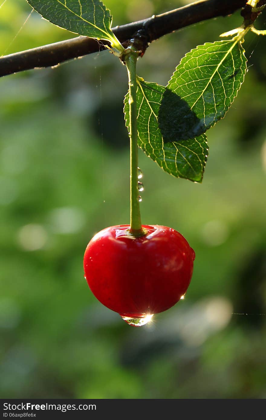 Cherry with drop on the tree. Cherry with drop on the tree