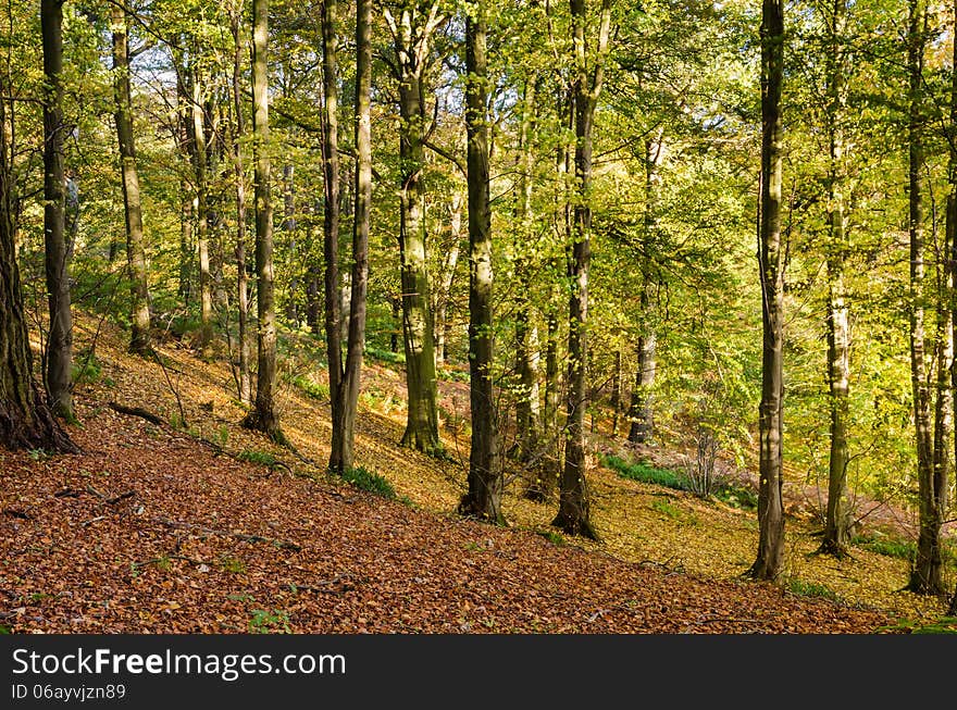 Allen Banks autumn trees and leaves on the slope to the river