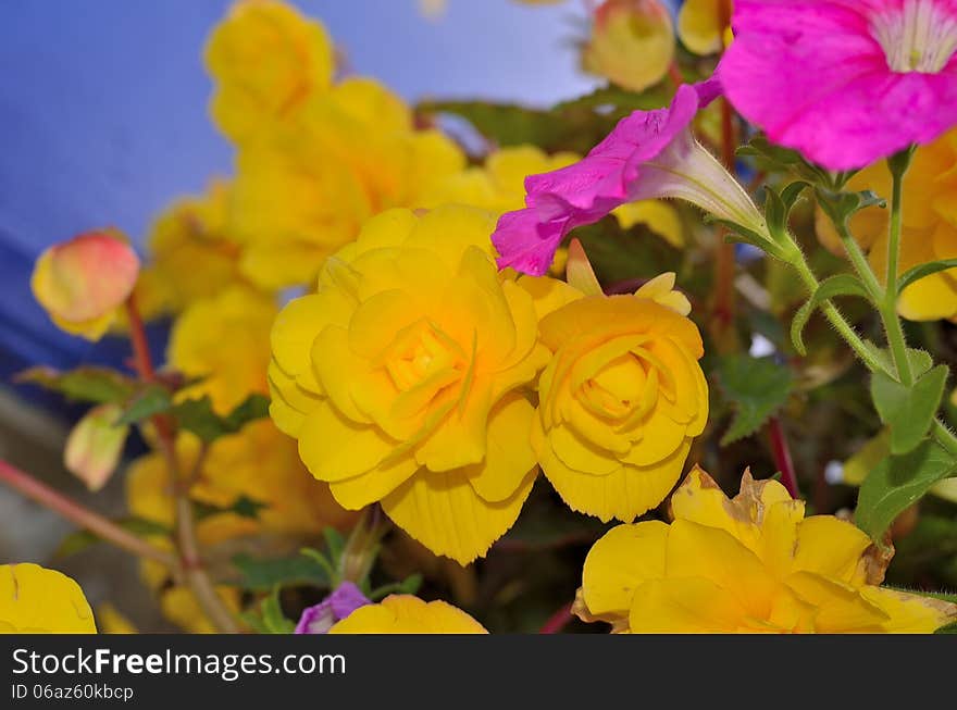 Ilfracombe flowers