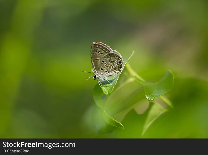 Grey Hairstreak butterfly on a leaf