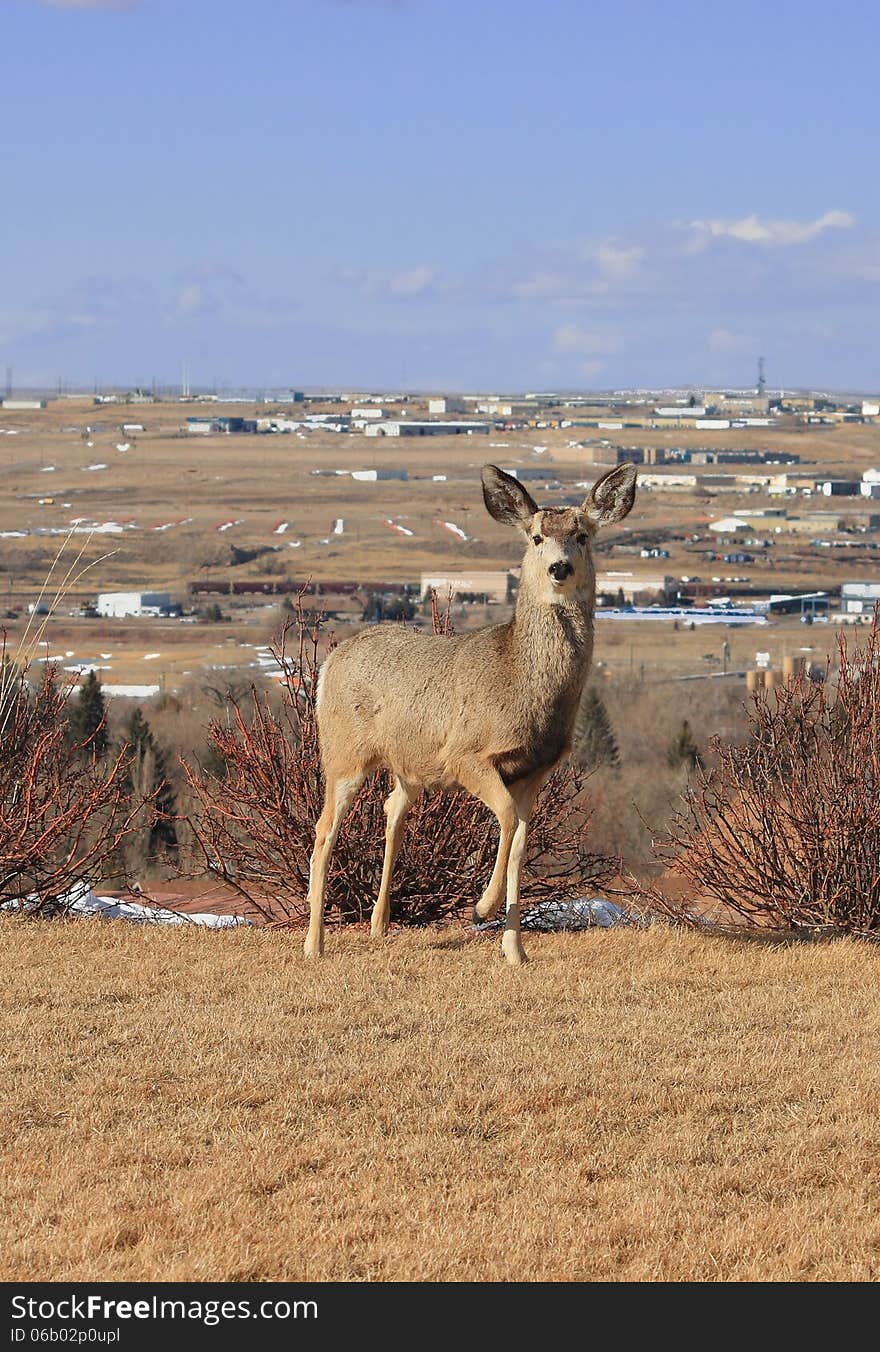 Deer on the hill