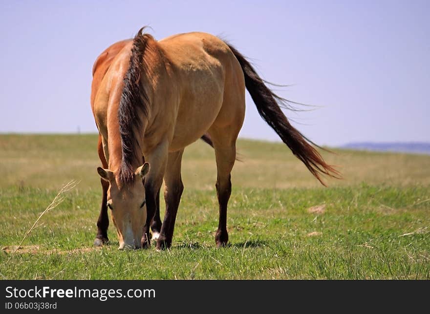 Horrse in the field