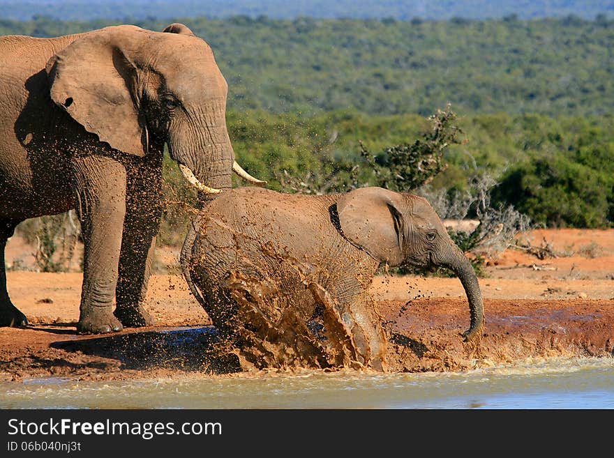 Baby or juvenile elephant splashes water in the waterhole at Addo Elephant National Park in South Africa while an adult looks on. Baby or juvenile elephant splashes water in the waterhole at Addo Elephant National Park in South Africa while an adult looks on.