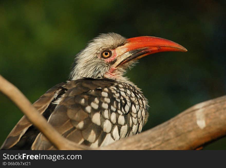 Close up of a hornbill bird of the family Bucerotidae taken in South Africa. Close up of a hornbill bird of the family Bucerotidae taken in South Africa.