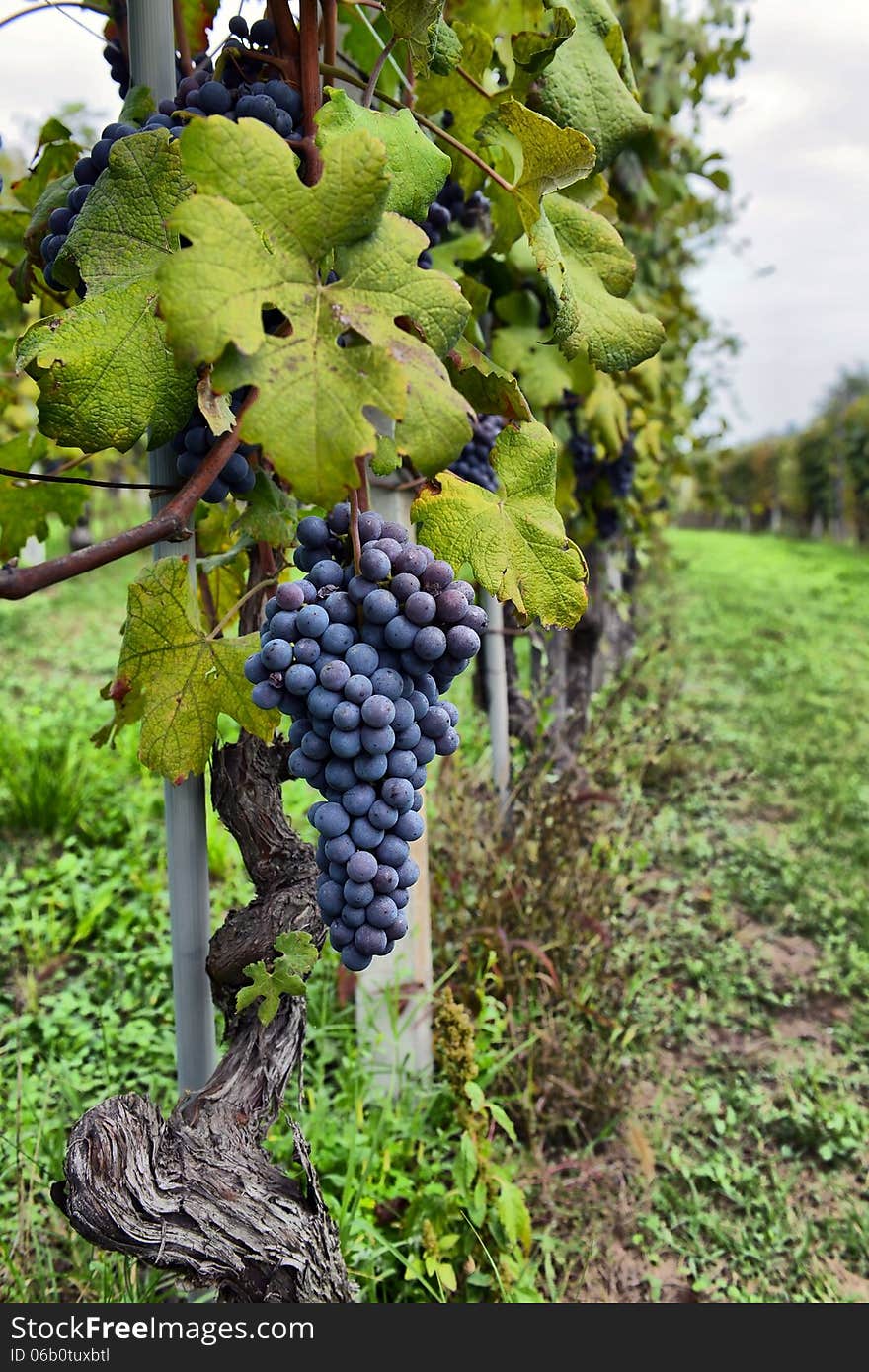 Merlot grapes