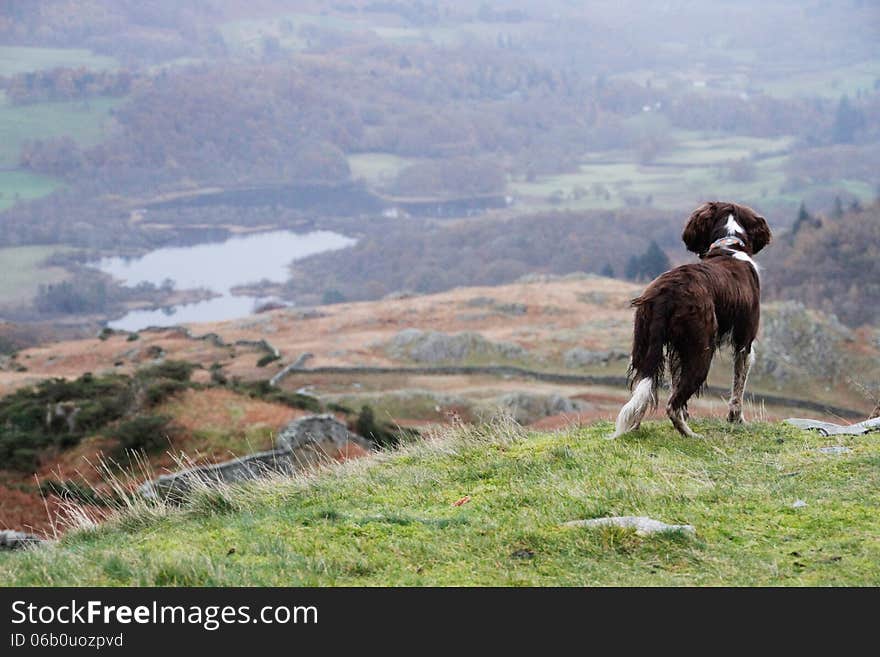 Dog standing on the edge of the viewpoint watching life in the valley. Dog standing on the edge of the viewpoint watching life in the valley