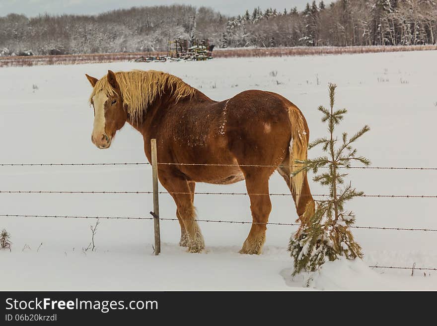 Farm Horse