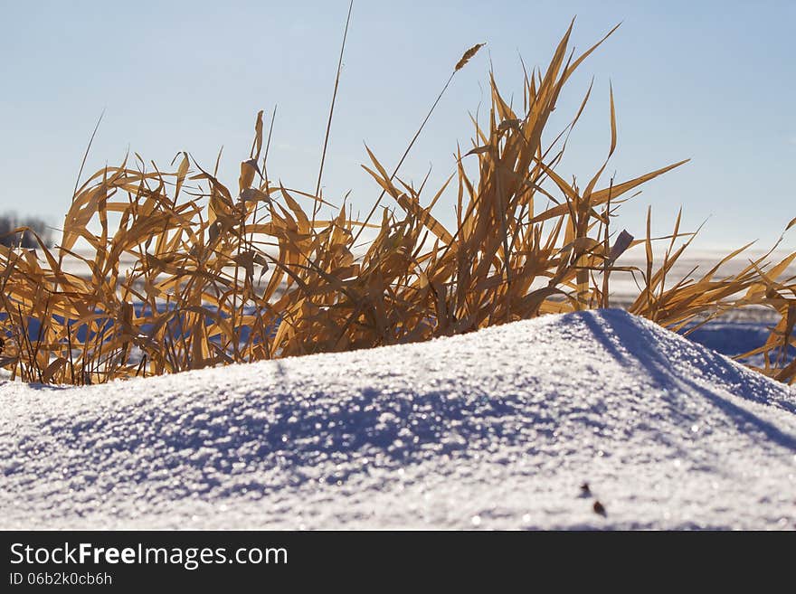 Brown grass on a snow drift