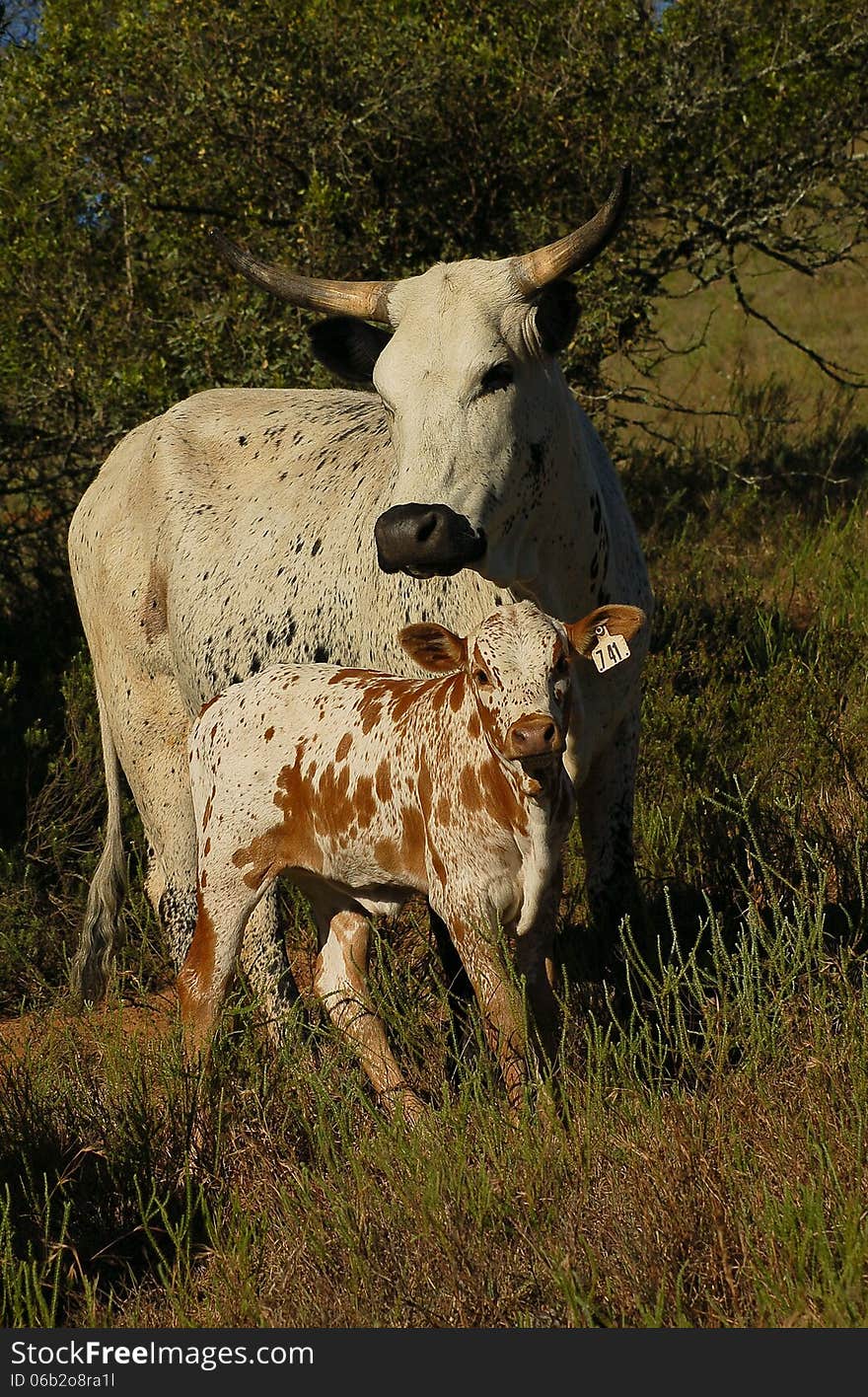 Nguni cow and calf