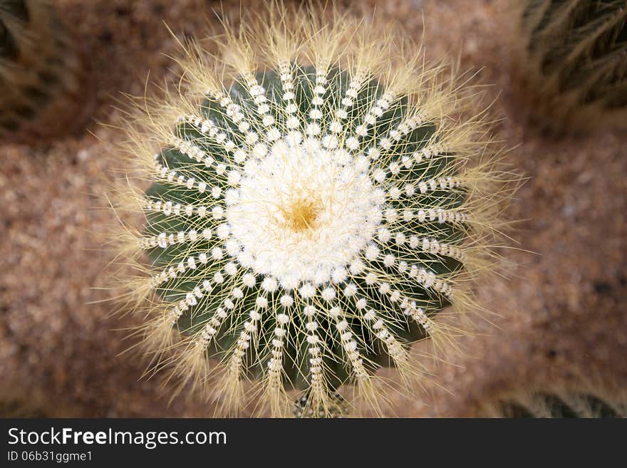 Close up of globe shaped cactus