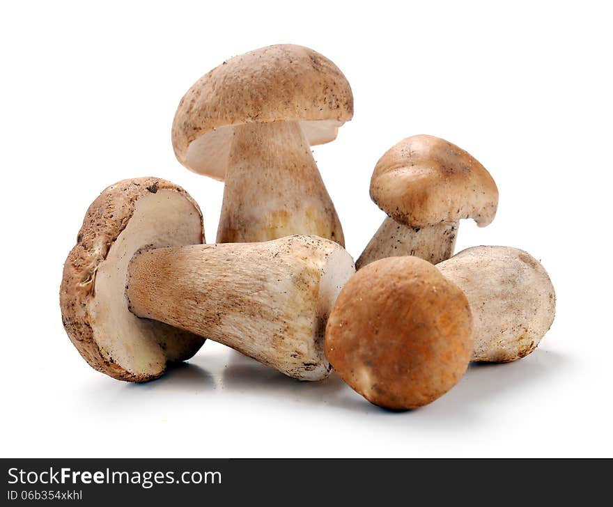 Ceps mushrooms