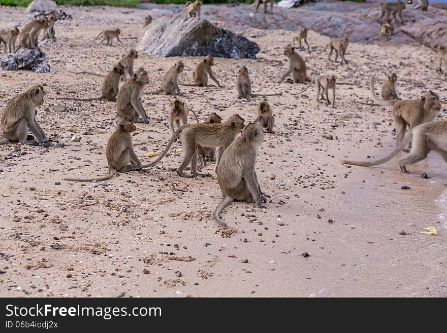 A lot of monkeys on the monkeys island
