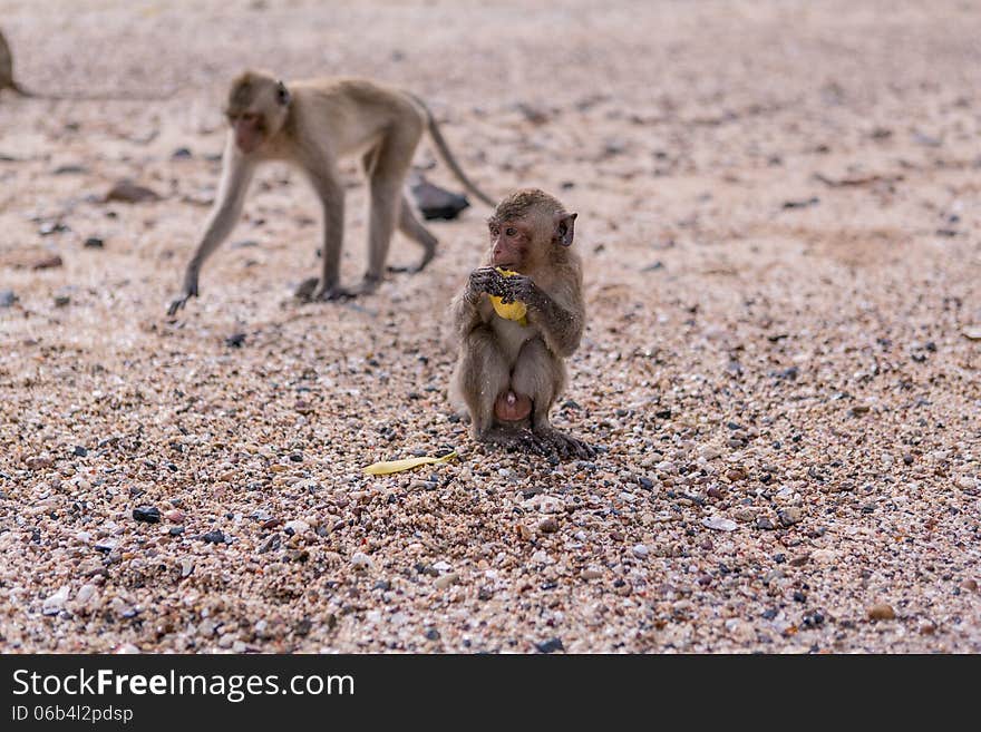 Two monkeys on the monkeys island in Thailand