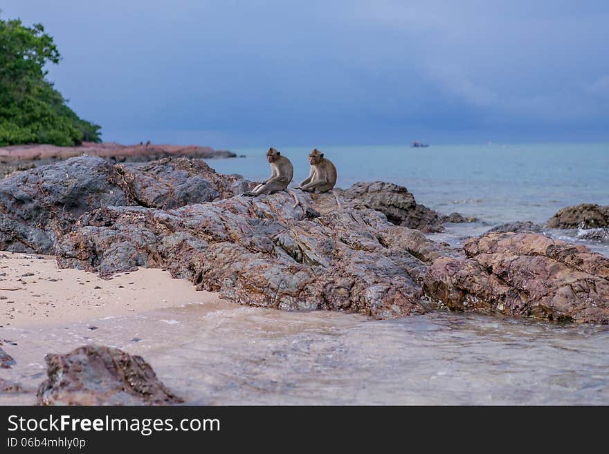 Monkeys seating on the stones of the monkeys island