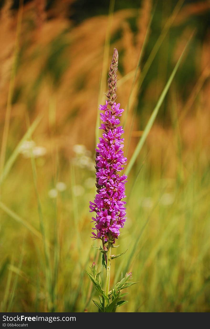 Purple flower