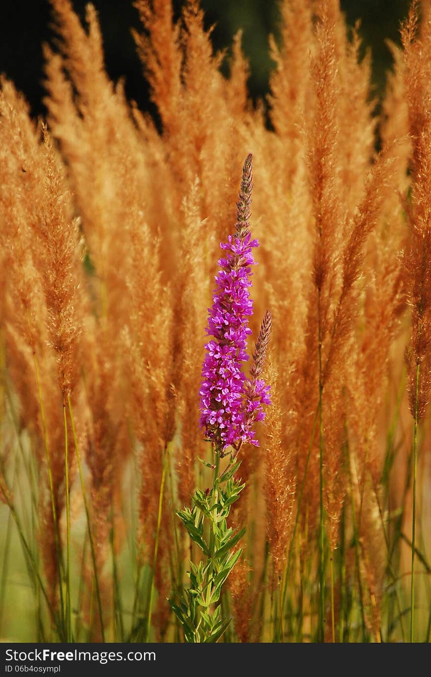 Purple flower with reed background