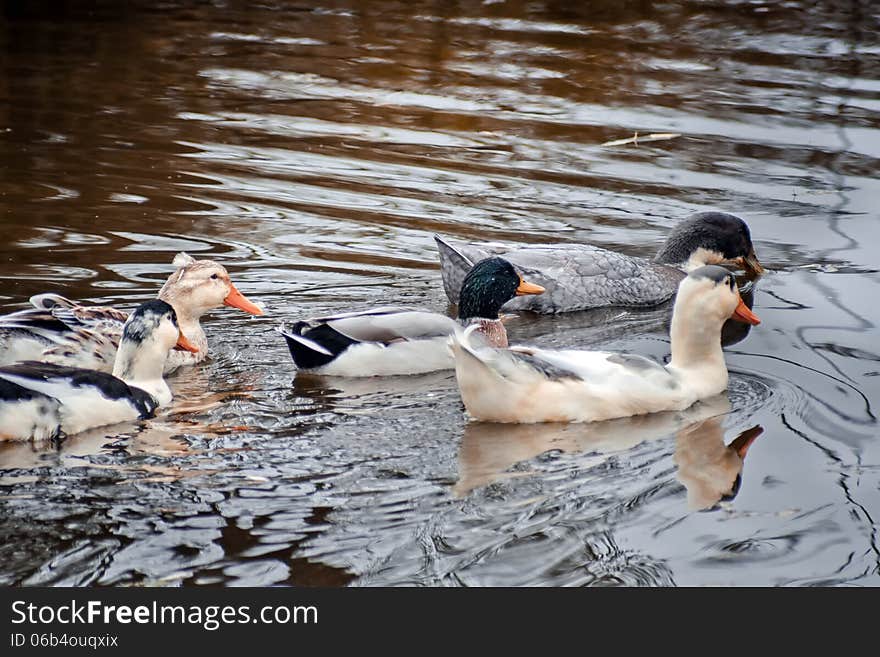 Domestic ducks in a pond