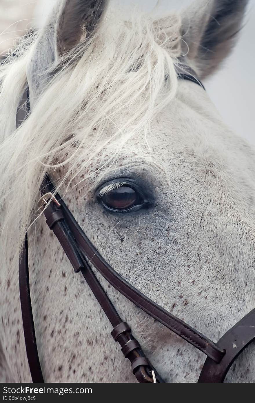 Grey horses eye, close up portrait