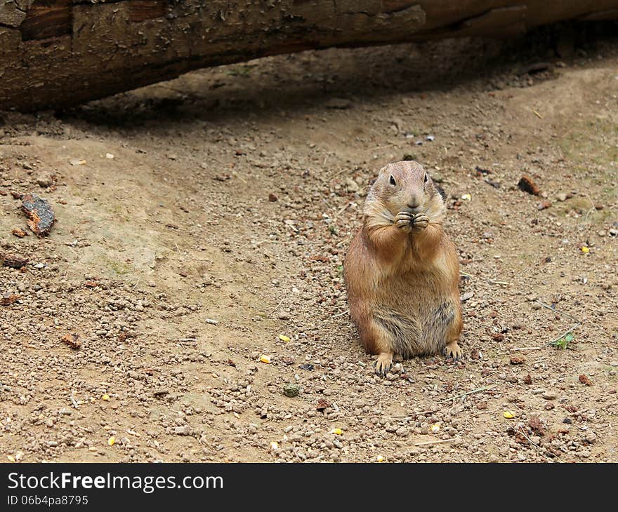 Prairie dog eating