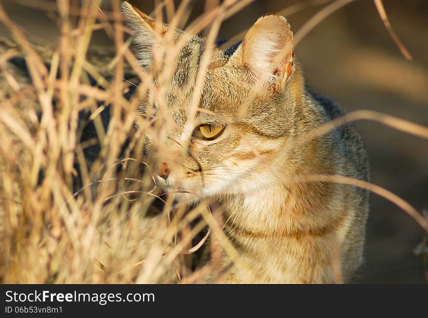 African Wild Cat Felis Silvestris