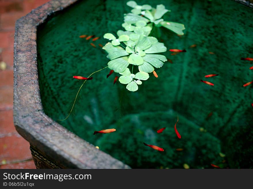 Decorative fish in the pond