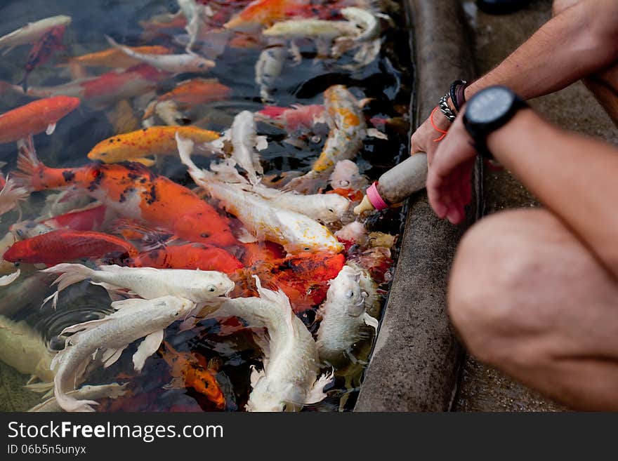 A person feeding fish from a bottle