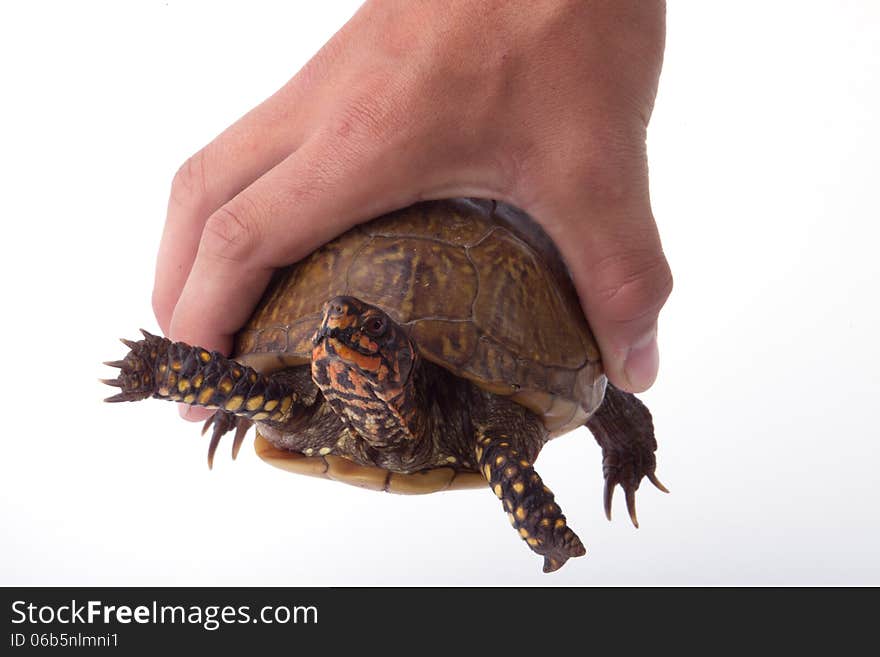 A turtle being held in a hand.