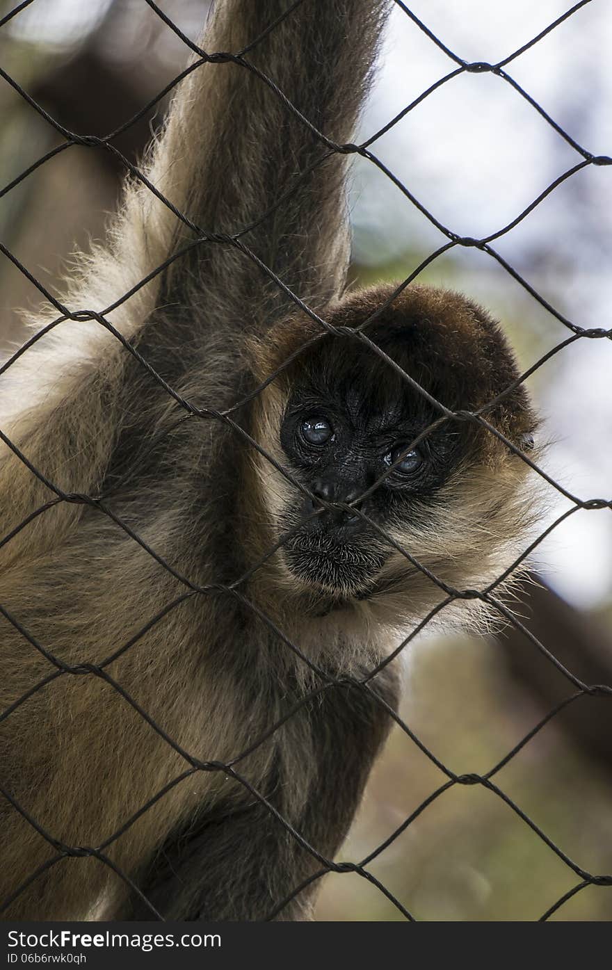 Monkey Starring Through Cage