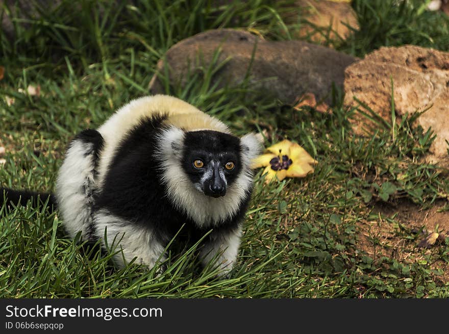 Black And White Lemur