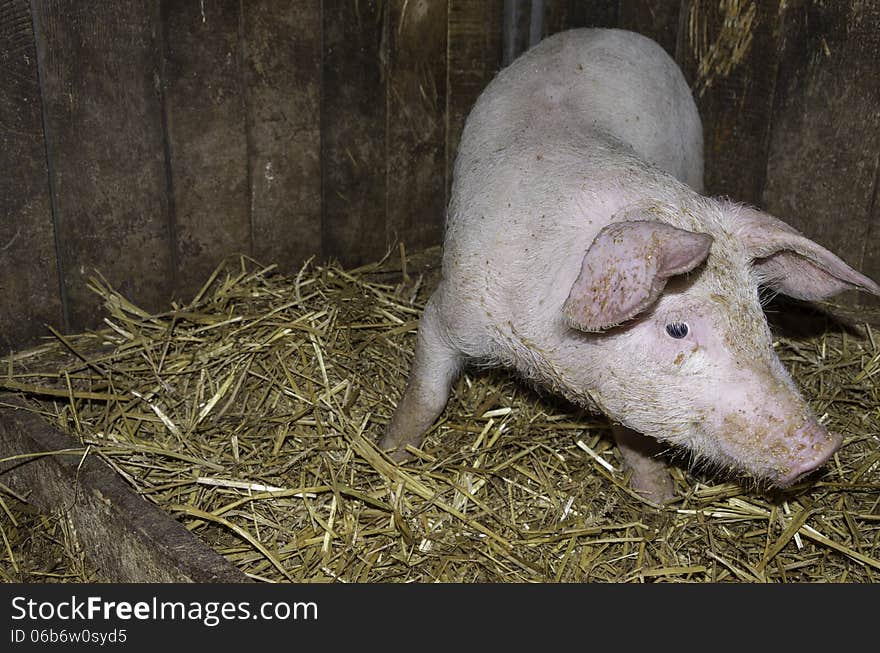 Piglet in a bio husbandry. These pig isn't ment for selling, they are being raised only for the family own consumption. Most Transylvanian peasant families grow their own animals in the bio way only with fresh food they produce on their own crops - no aditives, no drugs, no hormones or steroids. The tradition here is called ignat and it means sacrificing the pigs in the Christamas eve. Althou it sounds like an atrocity, it isn't, because, by the new European rules, the animal must be stunned before being sacrificed so he doesn't feel anything at all - which is also an advantage because, firstly, the meat is more tender -the animal doesn't produce any adrenaline before he dies, and secondly because the animal does not oppose any kind of resistance. Adrenaline is a toxic substance which is normally produced when the animal is scared.