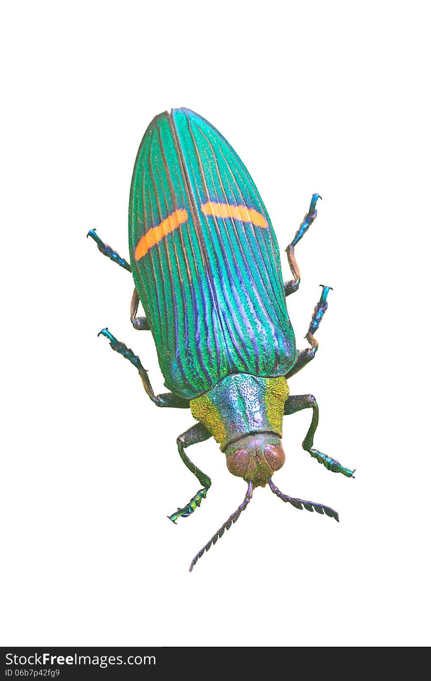 Insect from Thailand