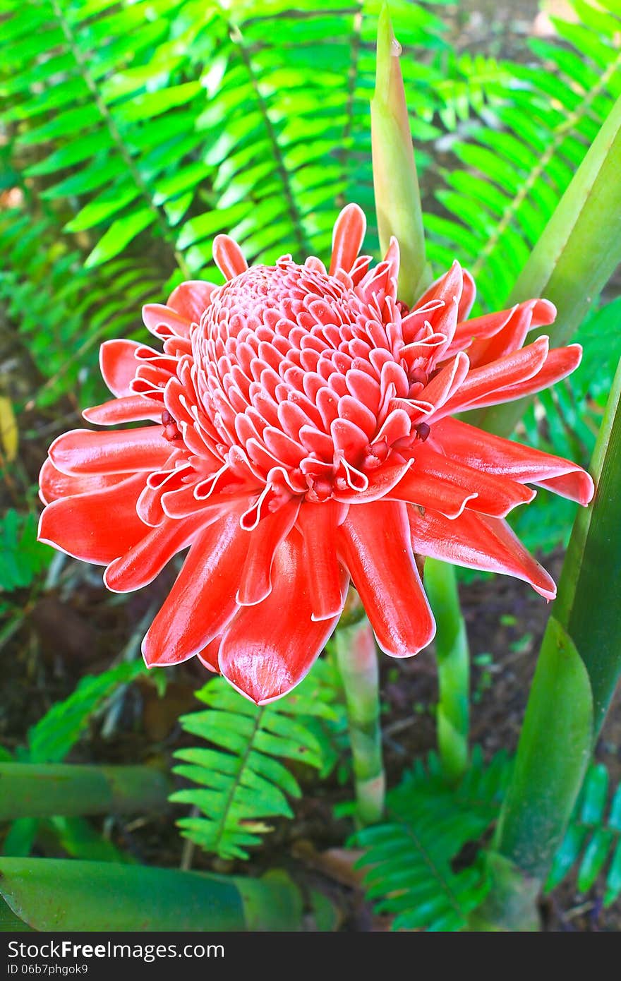 Flowers from Thailand, Etlingera Elatior or Red Torch Ginger