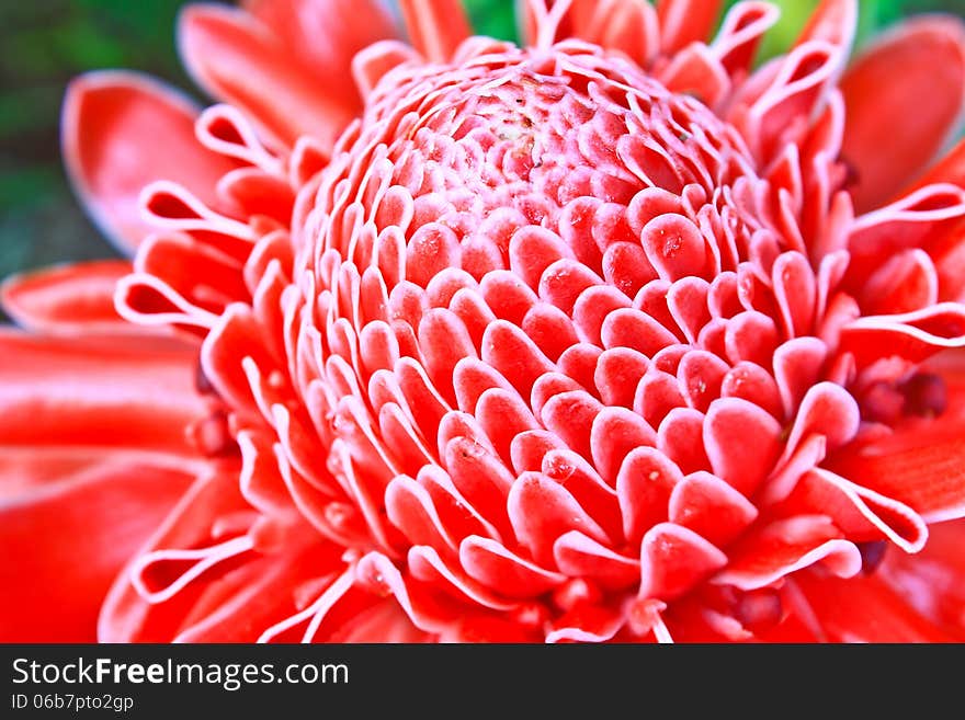 Flowers from Thailand, Etlingera Elatior or Red Torch Ginger