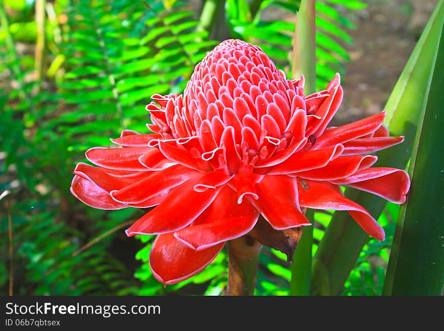 Flowers from Thailand, Etlingera Elatior or Red Torch Ginger