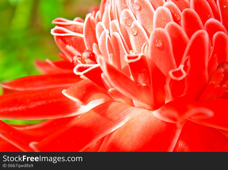 Flowers from Thailand, Etlingera Elatior or Red Torch Ginger