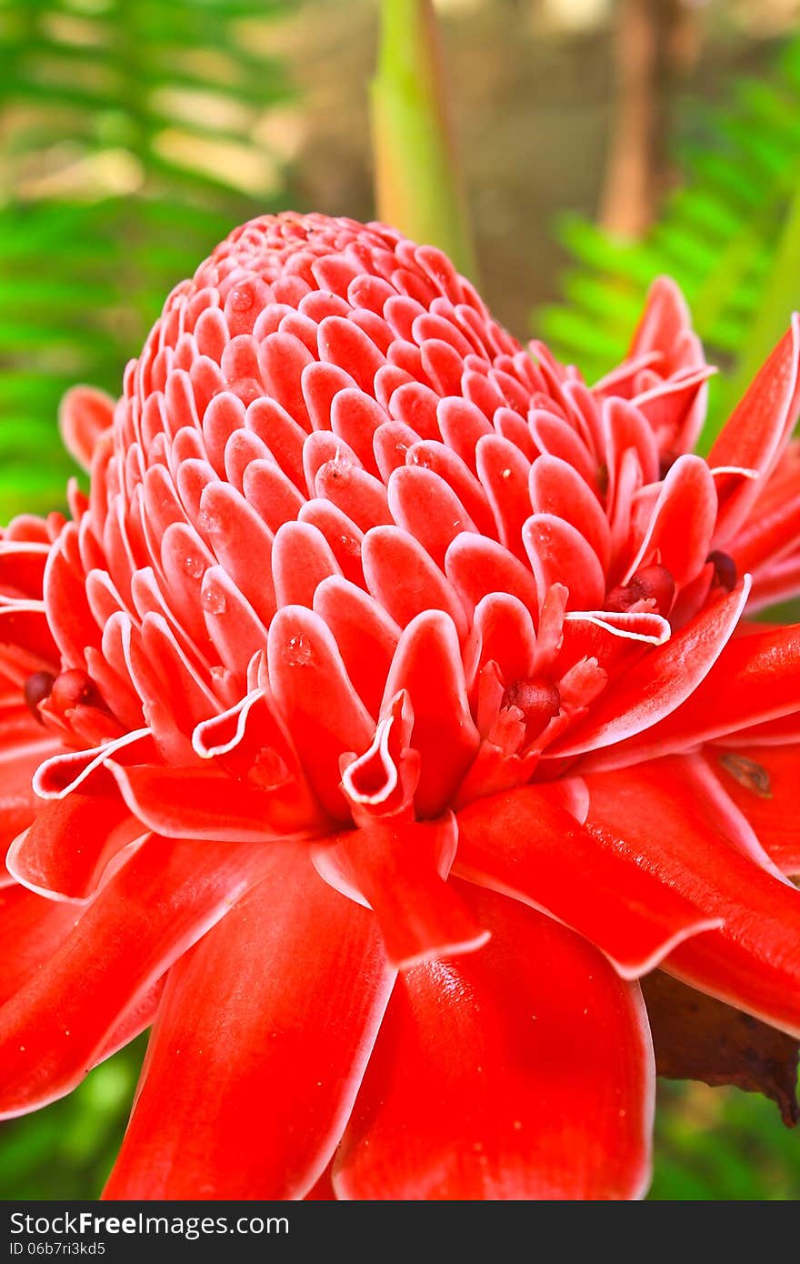 Flowers from Thailand, Etlingera Elatior or Red Torch Ginger