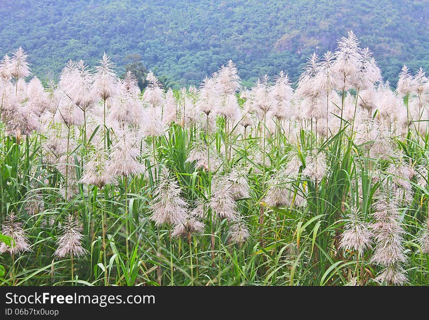 Golden giant reed field against on mountain background