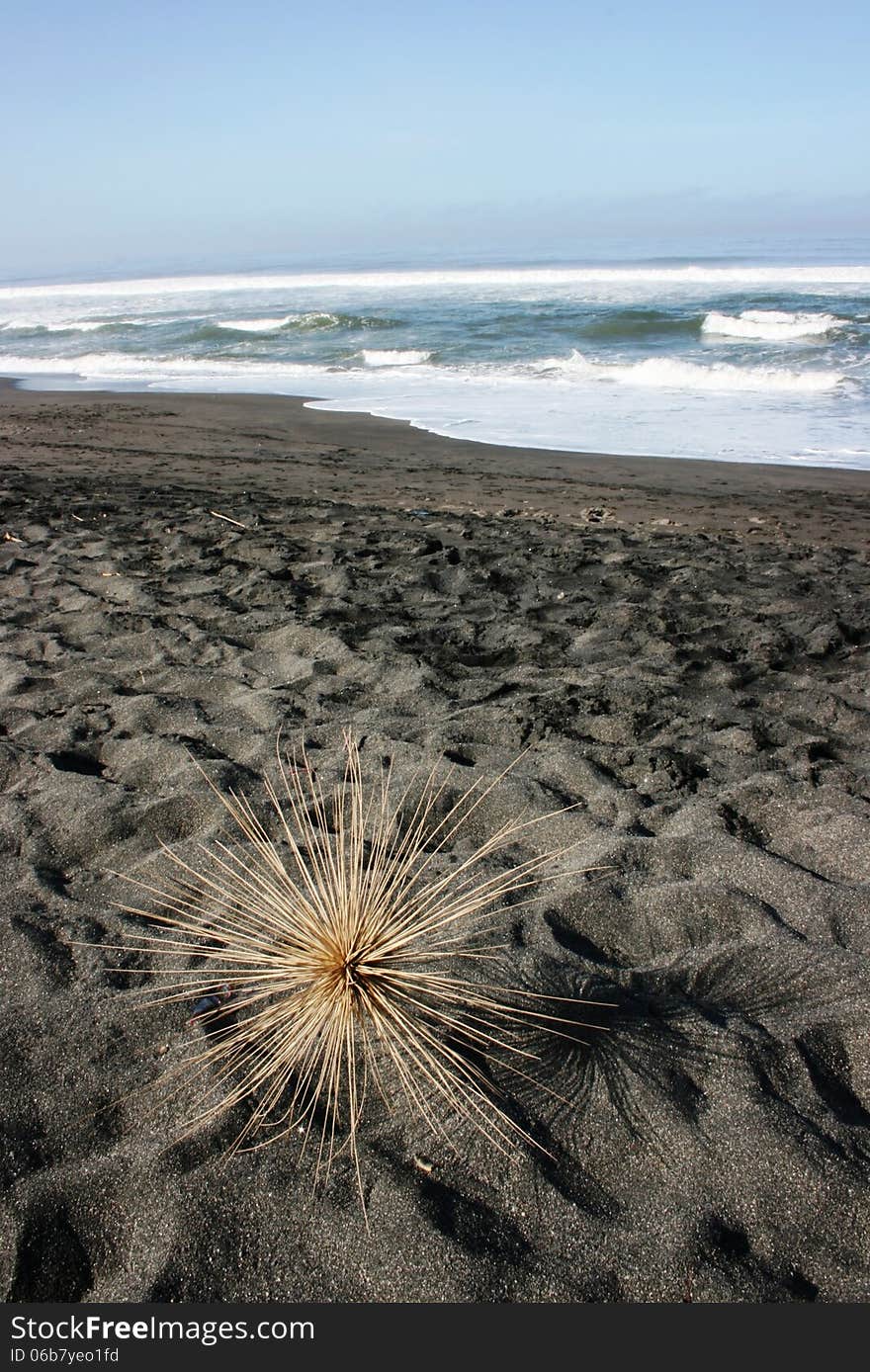 Sea Urchin