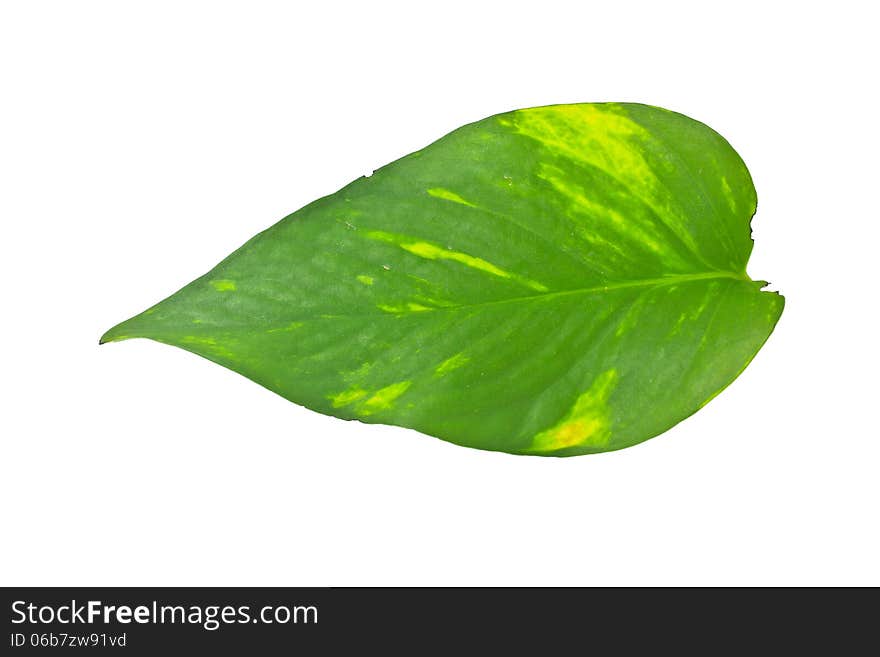 Leaf plant epipremnum scindapsus close up isolated on white background (Golden pothos, Devil's iIvy, Hunter's-robe). Leaf plant epipremnum scindapsus close up isolated on white background (Golden pothos, Devil's iIvy, Hunter's-robe)